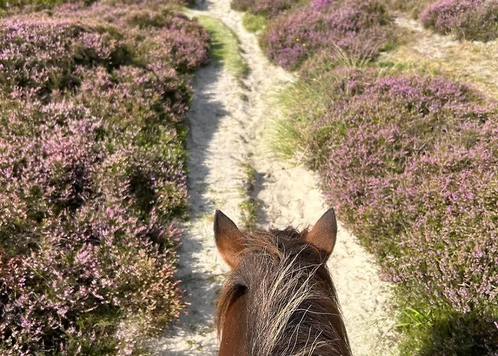 Apartamento Familien Animation Cafe Spielplaetze Meerblick Wlan Fanø
